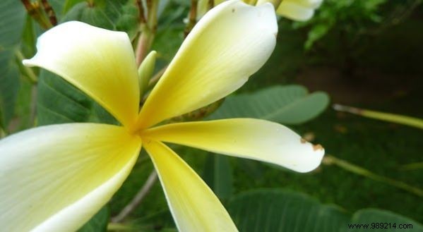 3 Proven, Natural Ways to Freshen Your Laundry on a Budget