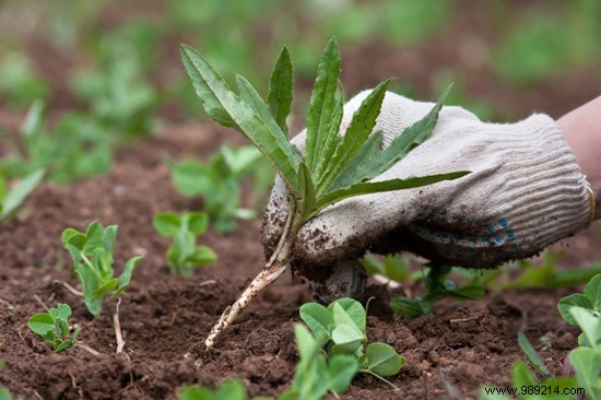 9 Proven Natural Ways to Eliminate Weeds from Your Garden Safely