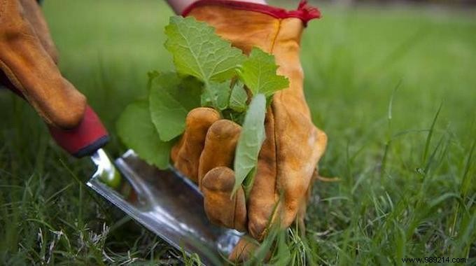 9 Proven Natural Ways to Eliminate Weeds from Your Garden Safely