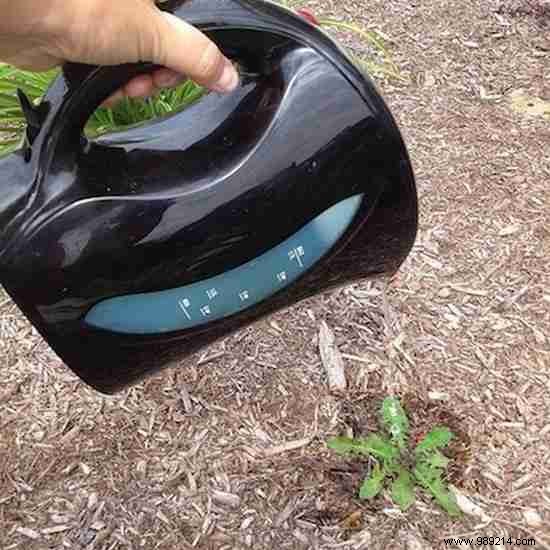 9 Proven Natural Ways to Eliminate Weeds from Your Garden Safely