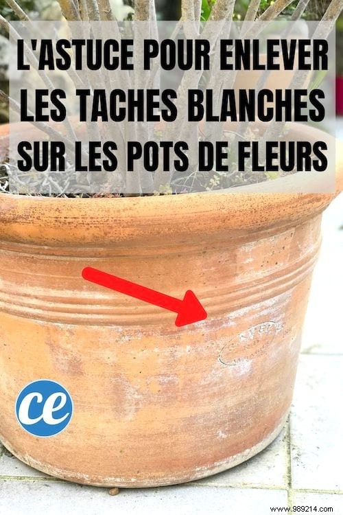 Remove White Deposits from Terracotta Flower Pots: Proven Vinegar Method