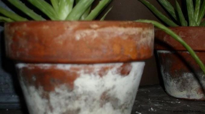 Remove White Deposits from Terracotta Flower Pots: Proven Vinegar Method