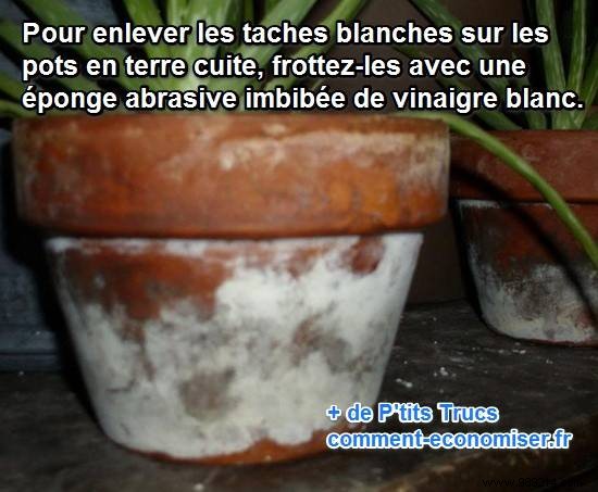 Remove White Deposits from Terracotta Flower Pots: Proven Vinegar Method