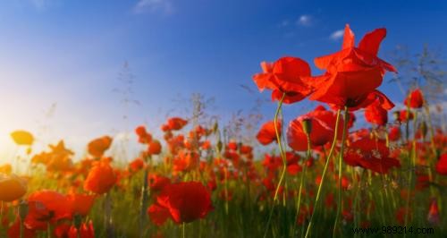 The Secret Language of Flowers: Complete Guide to Symbolic Meanings