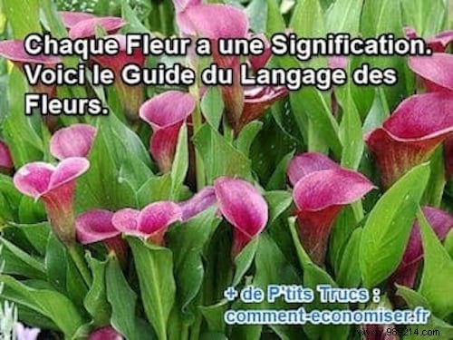 The Secret Language of Flowers: Complete Guide to Symbolic Meanings