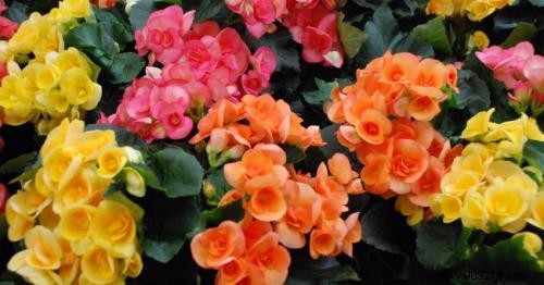 The Secret Language of Flowers: Complete Guide to Symbolic Meanings