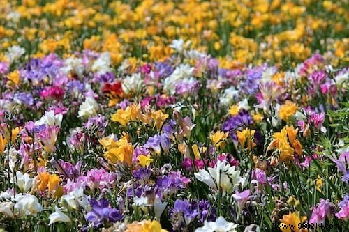 The Secret Language of Flowers: Complete Guide to Symbolic Meanings