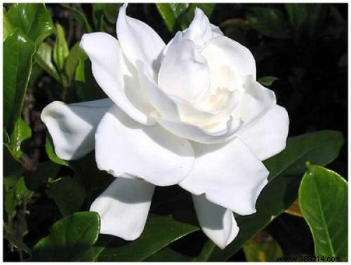 The Secret Language of Flowers: Complete Guide to Symbolic Meanings