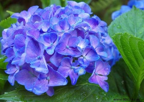 The Secret Language of Flowers: Complete Guide to Symbolic Meanings