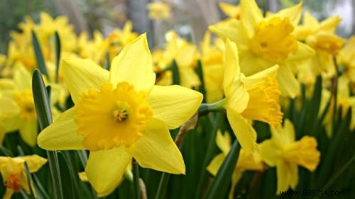 The Secret Language of Flowers: Complete Guide to Symbolic Meanings