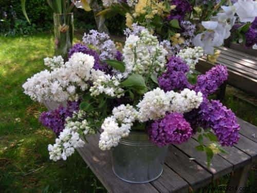 The Secret Language of Flowers: Complete Guide to Symbolic Meanings