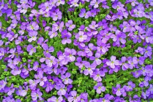 The Secret Language of Flowers: Complete Guide to Symbolic Meanings