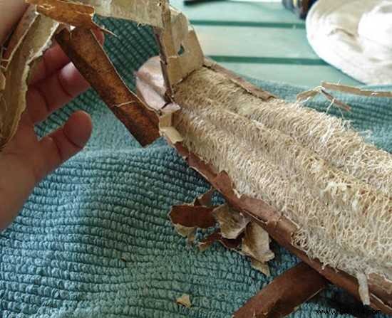 Grow Your Own Natural Loofah Sponges: A Proven Step-by-Step Garden Guide