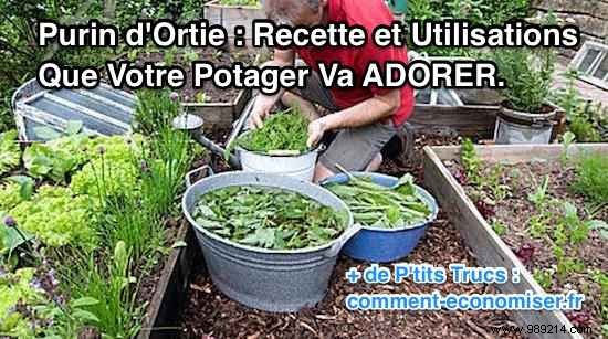 DIY Nettle Manure: Proven Recipe and Garden Uses for Boosted Growth and Pest Control