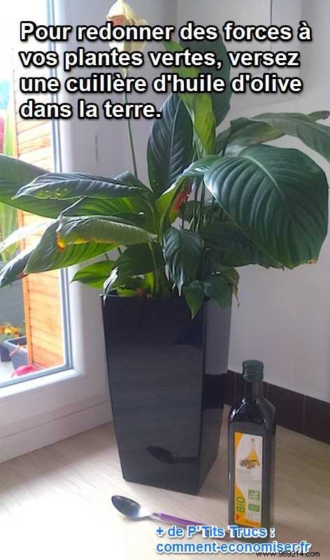 Revive Weak Houseplants Naturally: The Olive Oil Trick Gardening Experts Swear By
