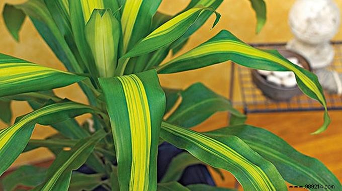 Revive Weak Houseplants Naturally: The Olive Oil Trick Gardening Experts Swear By