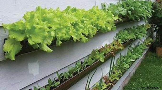 Expert Gardener s Hack: Rabbit-Proof Your Vegetable Garden with Gutters