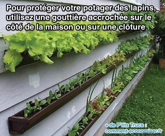 Expert Gardener s Hack: Rabbit-Proof Your Vegetable Garden with Gutters