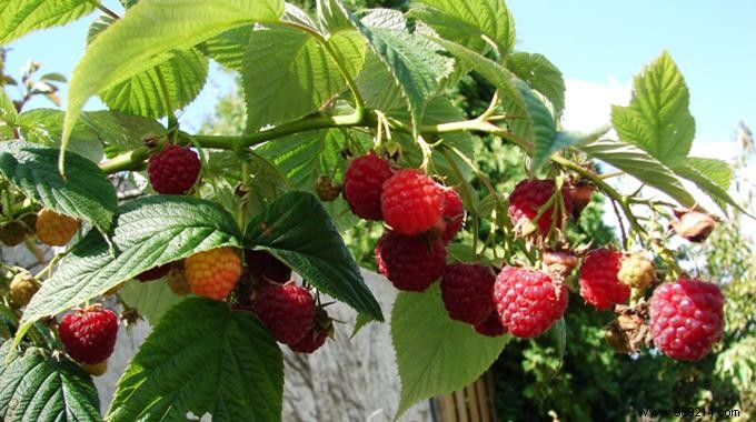 Boost Your Raspberry Harvest Naturally: Transplant Suckers for More Berries