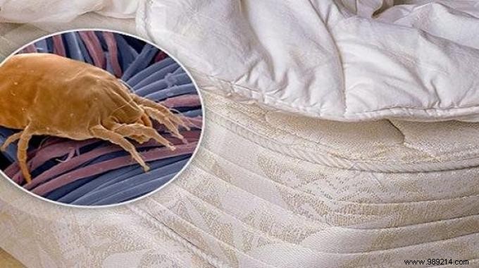 10 Proven Tips to Eliminate Dust Mites from Your Home