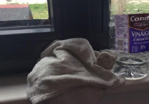 Effective Natural Spider Repellent: Keep Spiders Out of Your Home with White Vinegar