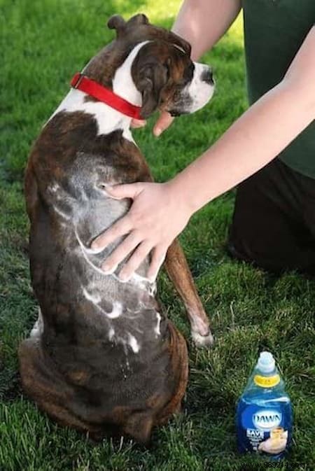 31 Genius Dish Soap Hacks for Cleaning, Gardening, and Home Maintenance