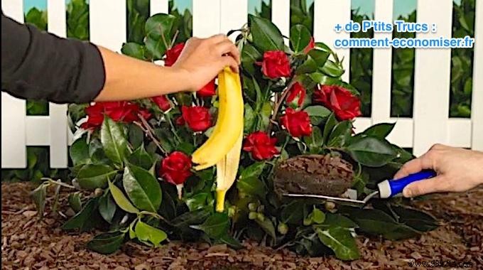 Grow Vibrant Roses Naturally: The Banana Peel Fertilizer Trick That Works