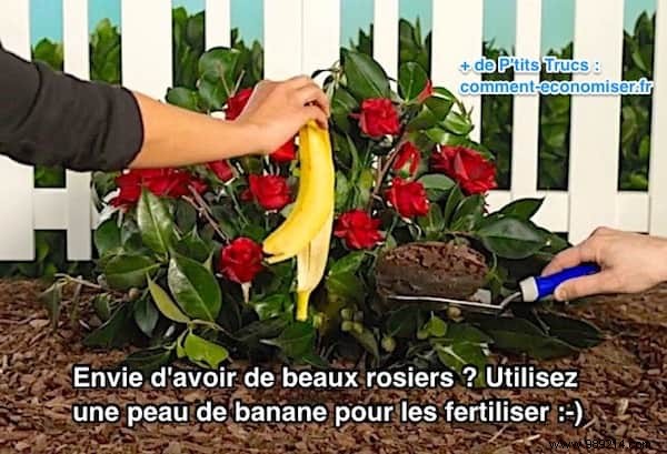 Grow Vibrant Roses Naturally: The Banana Peel Fertilizer Trick That Works