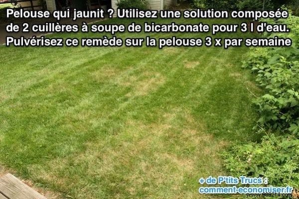 Revive Your Yellowing Lawn Naturally: Proven Baking Soda Remedy