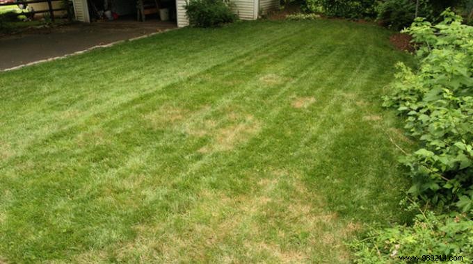 Revive Your Yellowing Lawn Naturally: Proven Baking Soda Remedy
