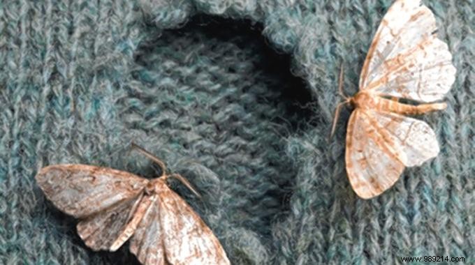 Proven Natural Moth Repellent: Grandma s Simple Trick to Protect Your Clothes