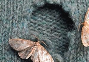 Proven Natural Moth Repellent: Grandma s Simple Trick to Protect Your Clothes