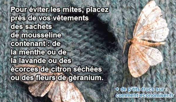 Proven Natural Moth Repellent: Grandma s Simple Trick to Protect Your Clothes