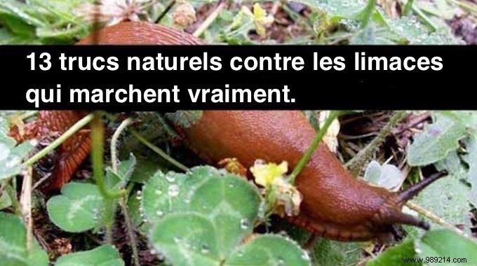 13 Proven Natural Slug Control Methods That Actually Work