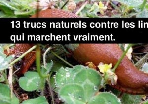 13 Proven Natural Slug Control Methods That Actually Work