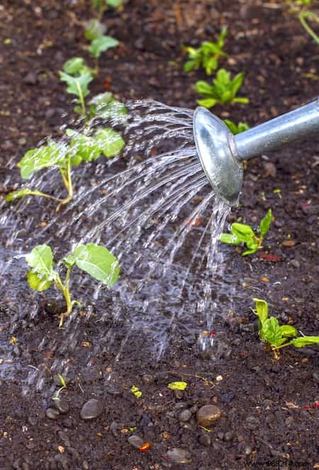 13 Proven Natural Slug Control Methods That Actually Work