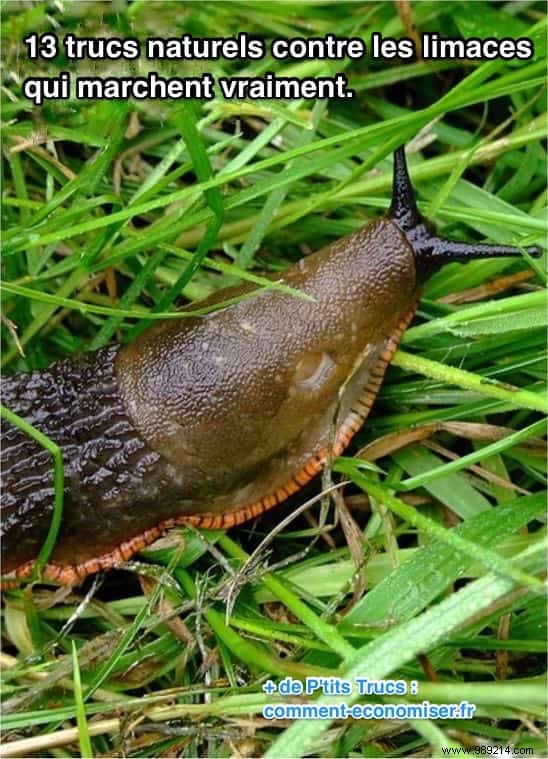 13 Proven Natural Slug Control Methods That Actually Work