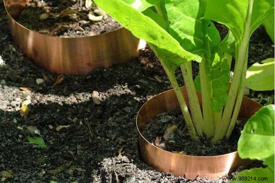 13 Proven Natural Slug Control Methods That Actually Work