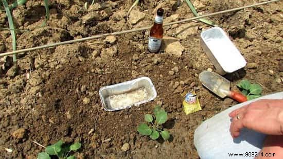 13 Proven Natural Slug Control Methods That Actually Work