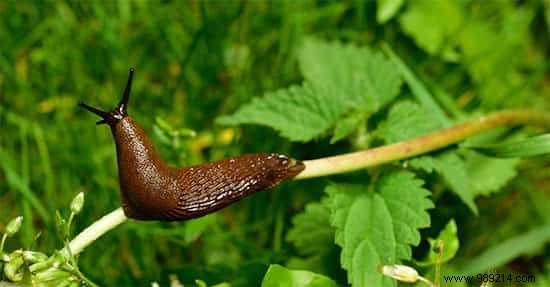13 Proven Natural Slug Control Methods That Actually Work