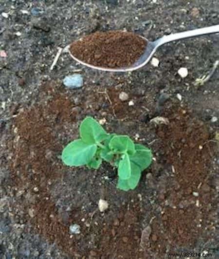 13 Proven Natural Slug Control Methods That Actually Work