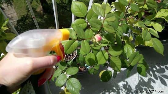 23 Proven Ways to Repurpose Banana Peels for Cleaning, Health, and Gardening