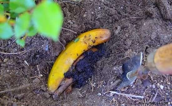 23 Proven Ways to Repurpose Banana Peels for Cleaning, Health, and Gardening