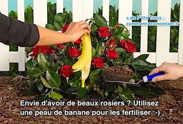 23 Proven Ways to Repurpose Banana Peels for Cleaning, Health, and Gardening