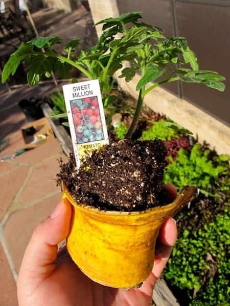 23 Proven Ways to Repurpose Banana Peels for Cleaning, Health, and Gardening