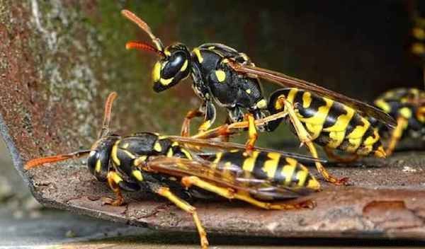 3 Proven Natural Ways to Repel Wasps from Your Summer Gatherings