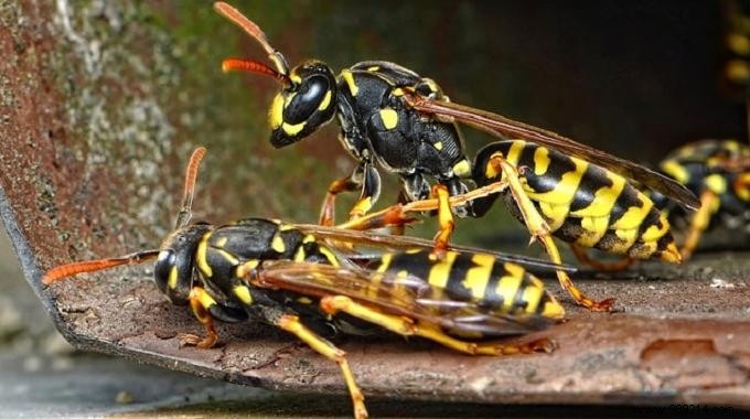 3 Proven Natural Ways to Repel Wasps from Your Summer Gatherings