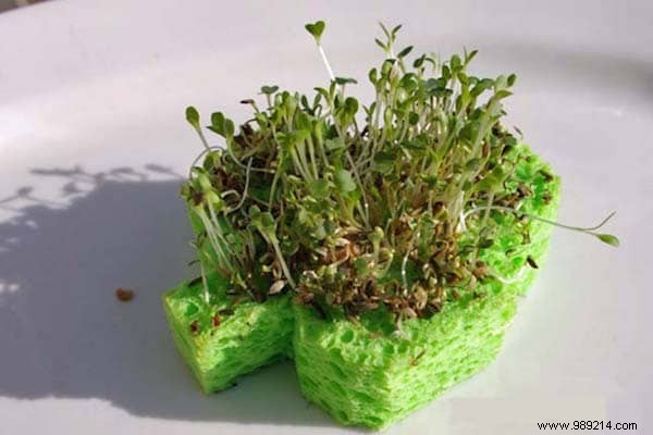 10 Ingenious Ways to Use Sponges Around the Home