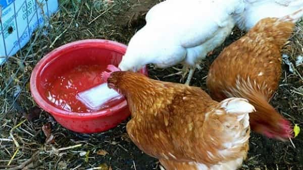 9 Proven Ways to Use Vinegar in Your Chicken Coop for Healthier Hens and Cleaner Spaces