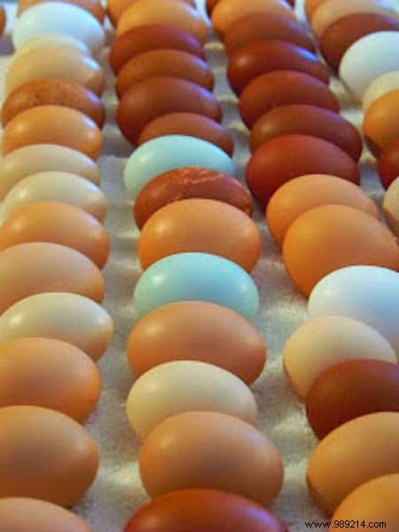 9 Proven Ways to Use Vinegar in Your Chicken Coop for Healthier Hens and Cleaner Spaces